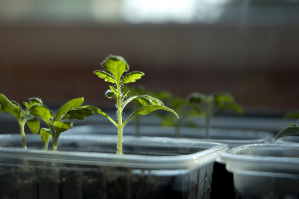 Regrowing veg seedlings in trays